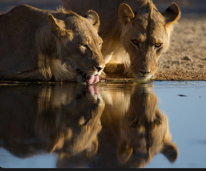 Lions at a watering hole β Beautiful Memories in Africa