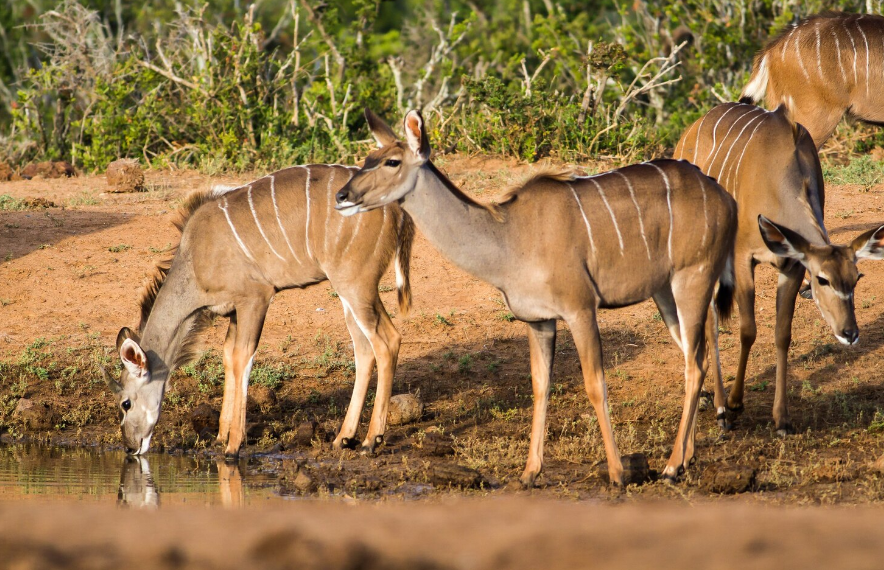 African safari scenery