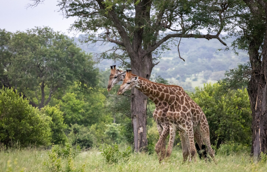 African safari scenery